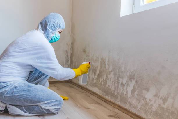 Licensed Attic Mold Removal service in Winfield, TN - WQB Mold Removal