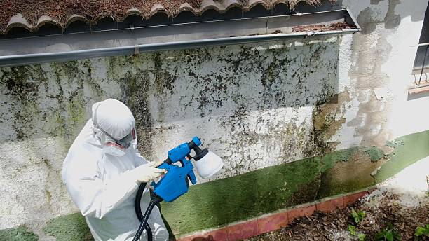 Top rated local Attic Mold Removal specialists in Winfield, TN